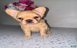 French Bulldog dogs for sale: Linda Fluffy Frenchie - Image 3