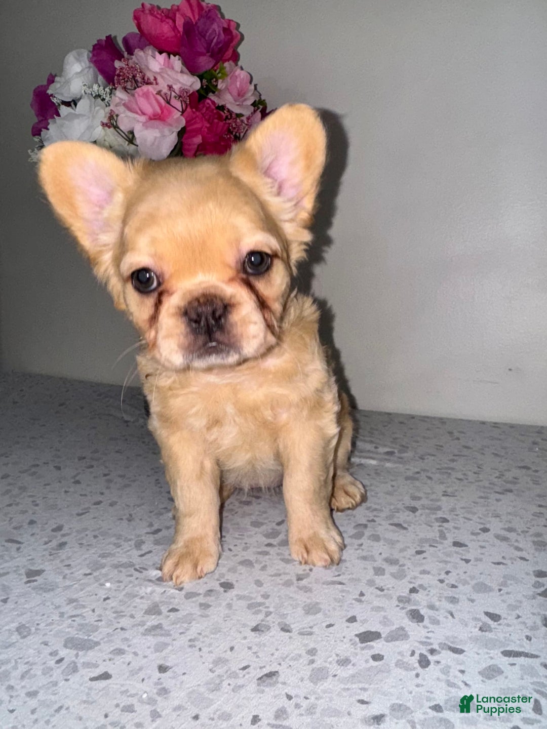 French Bulldog dogs for sale: Linda Fluffy Frenchie - Image 3