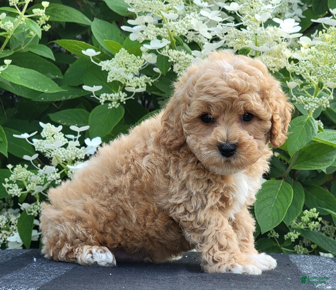Bichpoo dogs for sale: Jake - Image 4