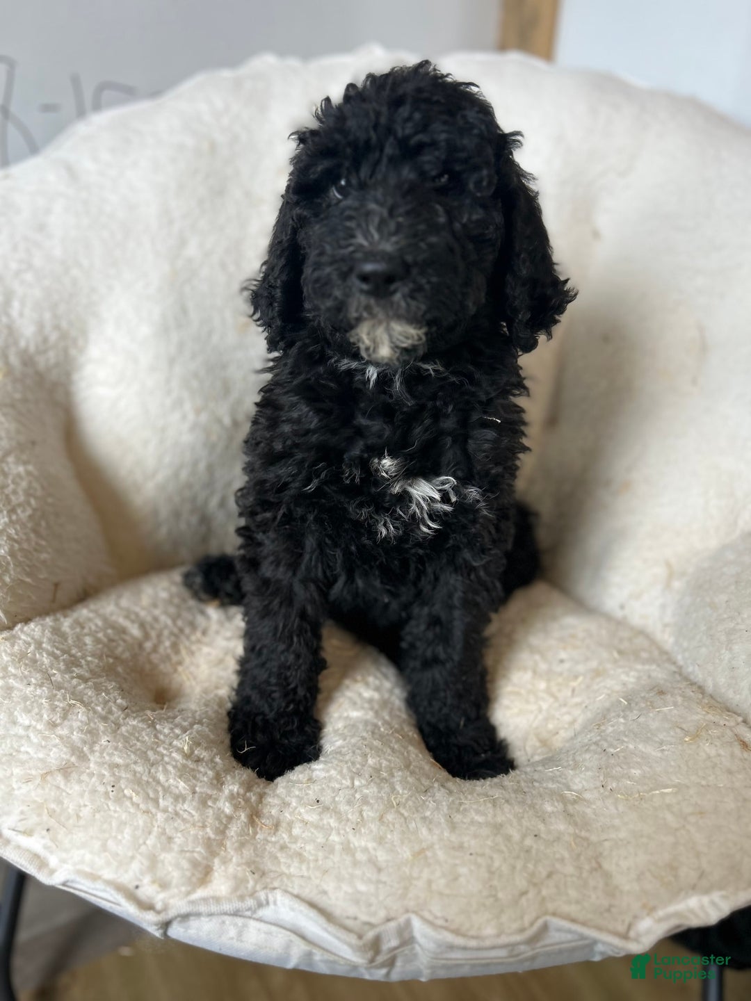 Bernedoodle dogs for sale: Ash - Image 4