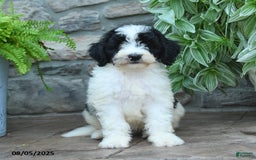 Bernedoodle dogs for sale: Jayce - Image 3