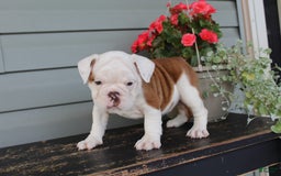 English Bulldog dogs for sale: Ruffles - Image 7