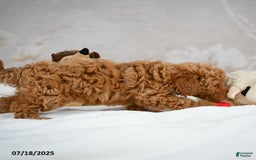 Bichpoo dogs for sale: Devon - Image 8