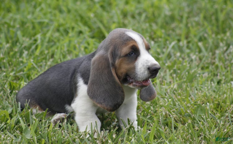 Basset Hound dogs - Advert 1