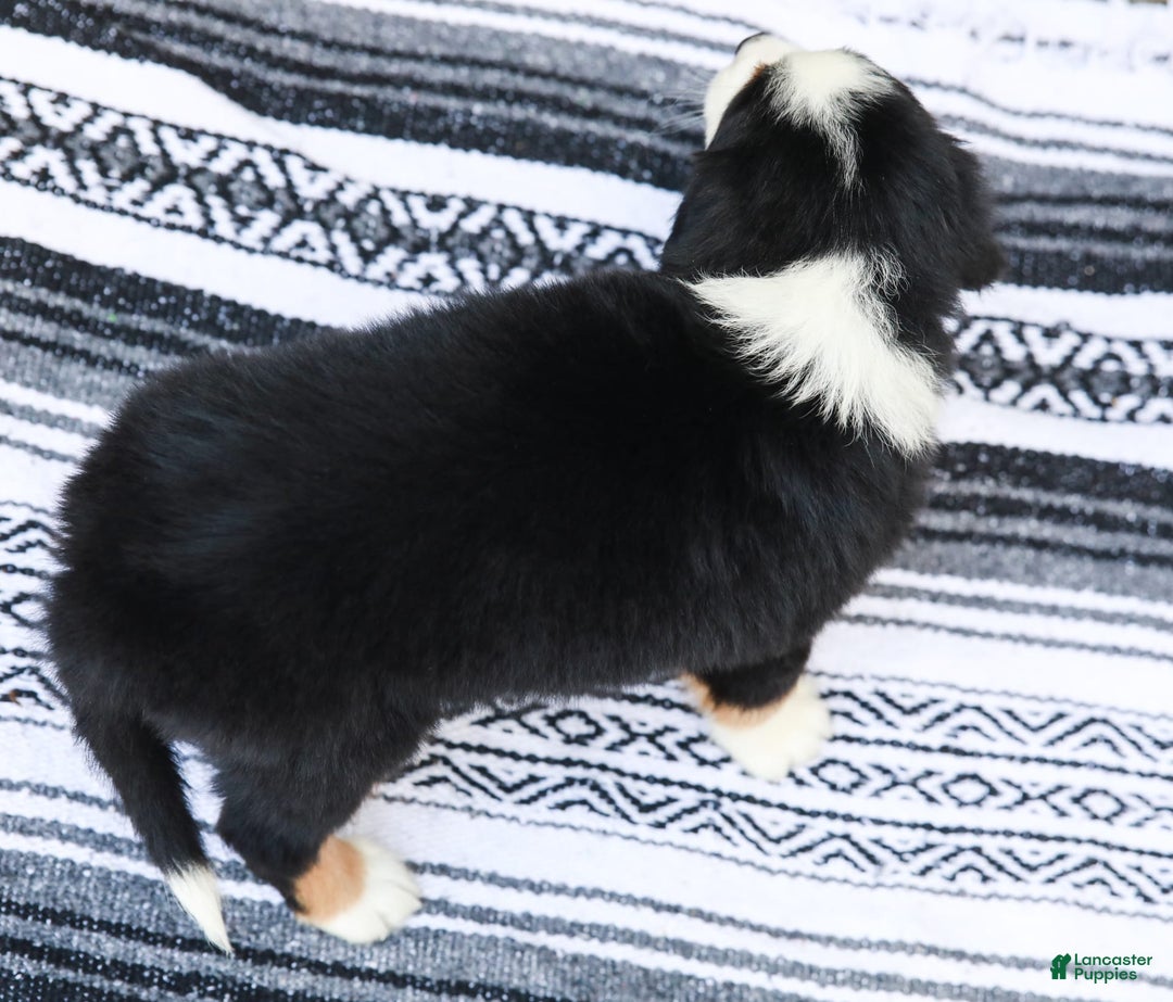 Australian Shepherd dogs for sale: Everleigh - Image 1