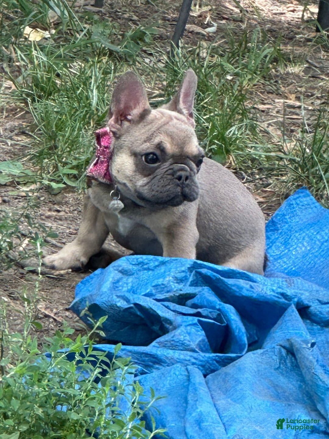 French Bulldog dogs for sale: Zoey - Image 1