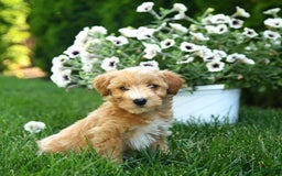 Mini Goldendoodle dogs for sale: Leo - Image 2