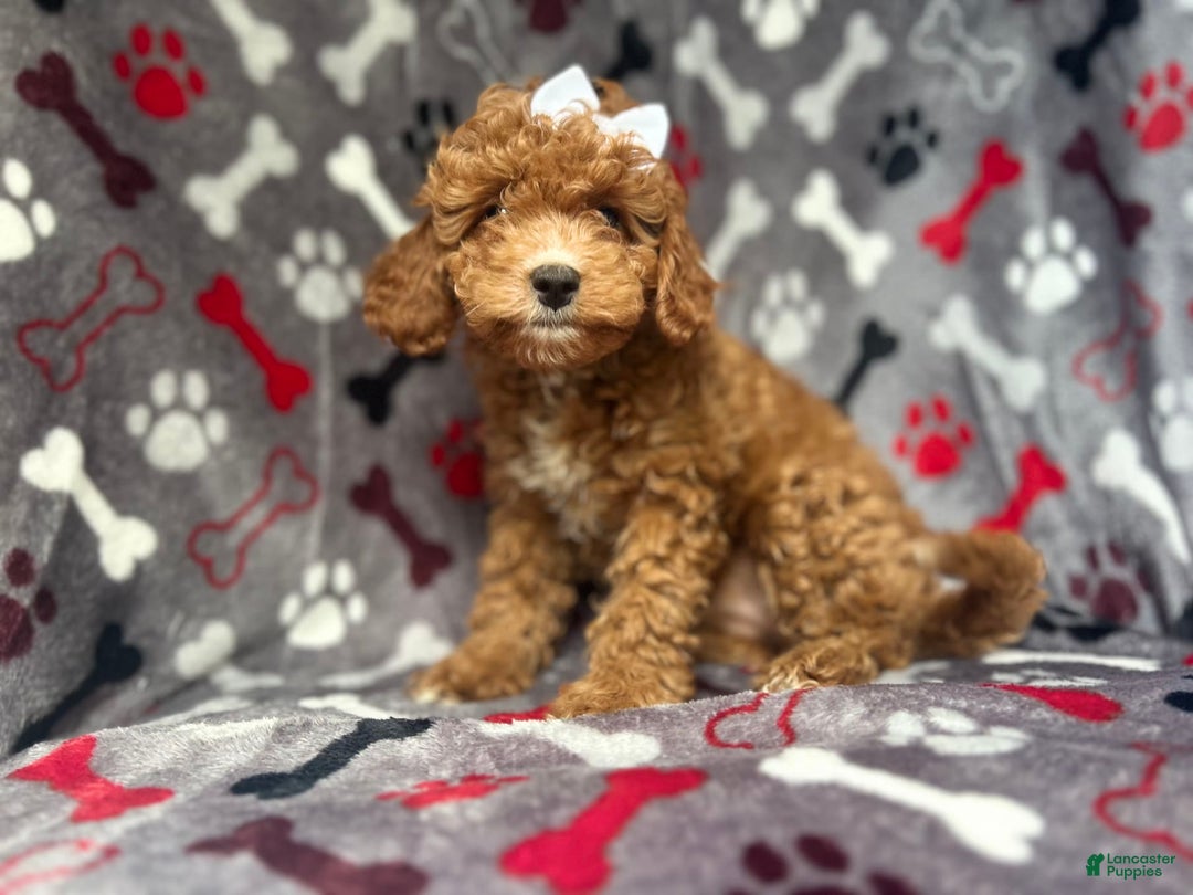 Cavapoo dogs for sale: Sandy - Image 6