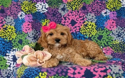 Cockapoo dogs for sale: Ella - Image 5