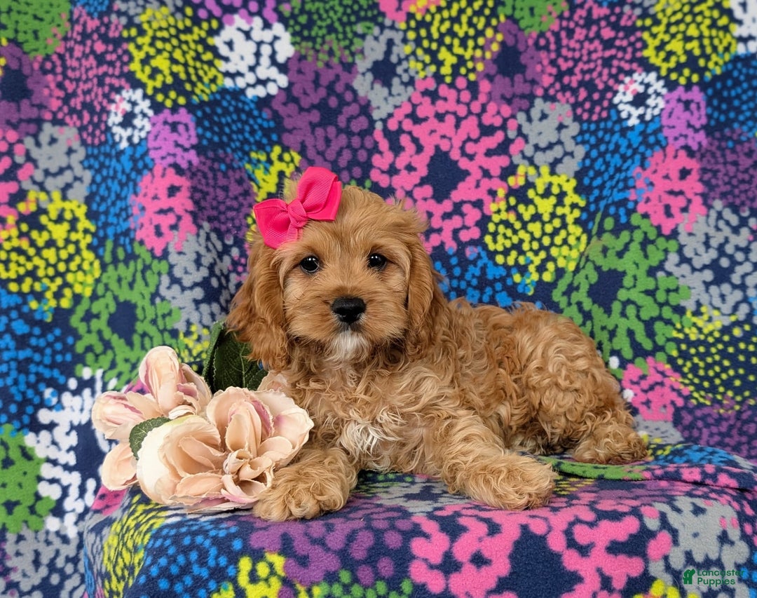Cockapoo dogs for sale: Ella - Image 5