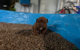 Olde English Bulldogge dogs for sale: Keni - Image 3