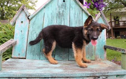 German Shepherd dogs for sale: Bailey - Image 1