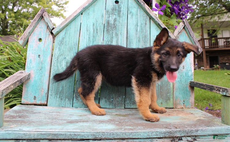 German Shepherd dogs for sale - Ad 5