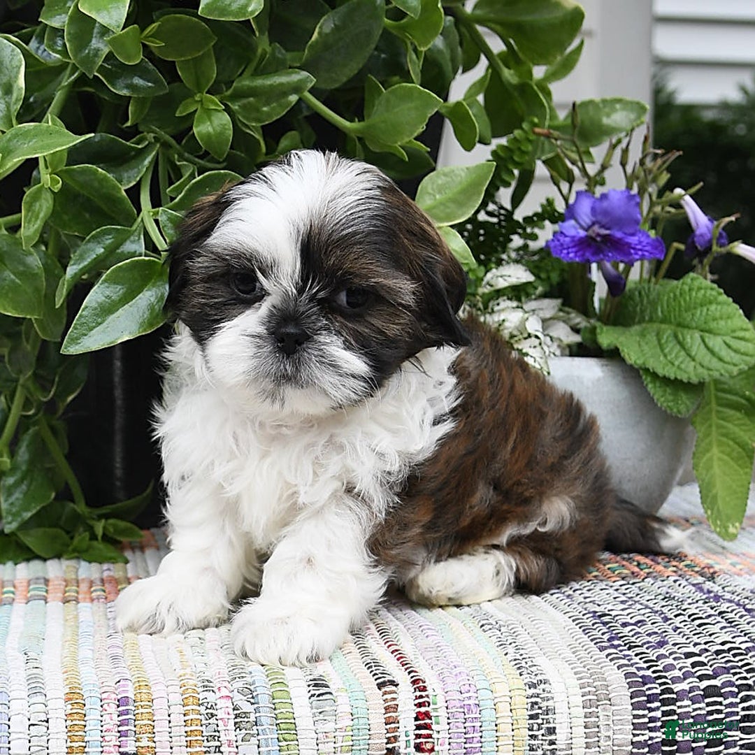 Shih Tzu dogs for sale: Spencer - Image 1