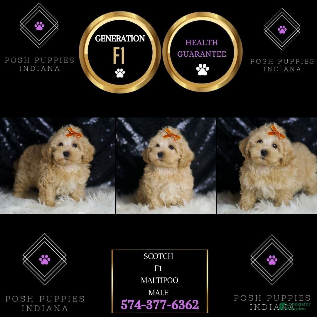 Maltipoo dogs for sale: Scotch - Image 1