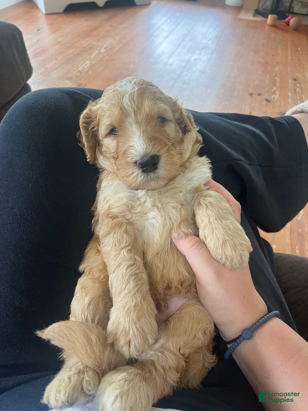 Bernedoodle dogs for sale: Black Collar - Image 7