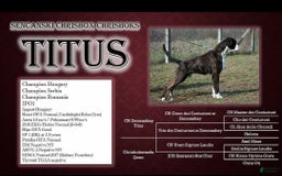 Boxer dogs for sale: Beautiful European Health Tested Parents - Listing for pets: Beautiful European Health Tested Parents, Brady European Boxer health tested, Cream De Coco, Lilly European - Image 1