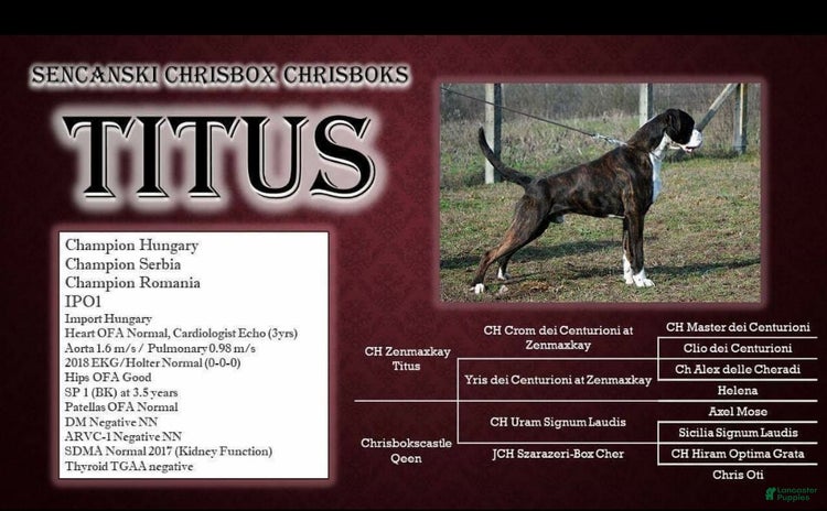 Boxer dogs - Advert 16