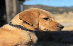 Labrador Retriever dogs for sale: Mufasa - Image 16