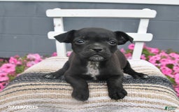 Pug dogs for sale: Petunia - Image 2