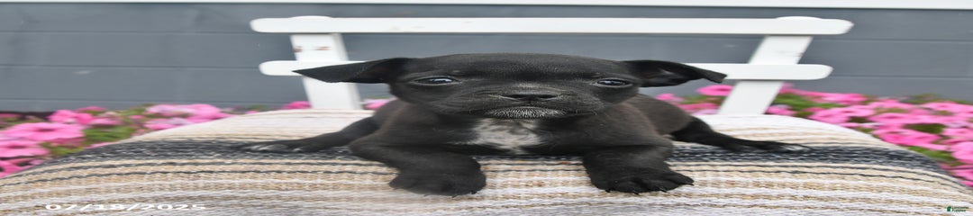 Petunia