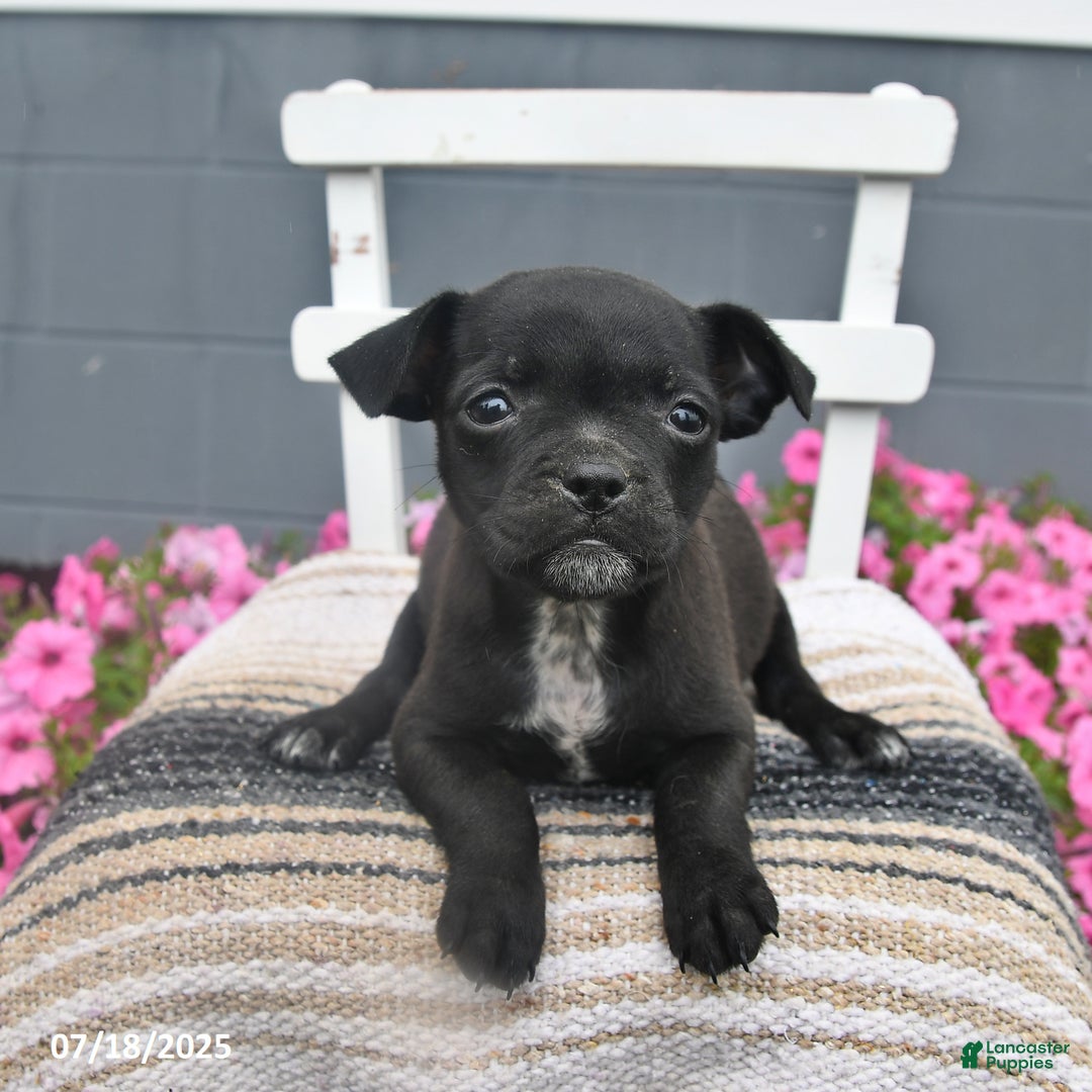 Pug dogs for sale: Petunia - Image 2