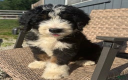 Bernedoodle dogs for sale: Max - Image 5