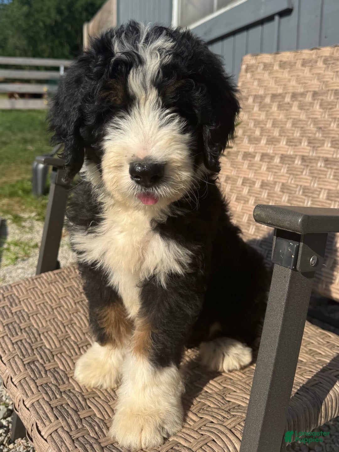 Bernedoodle dogs for sale: Max - Image 5