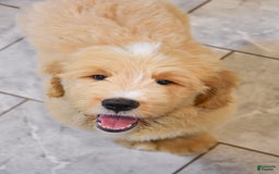 Goldendoodle dogs for sale: Goldendoodle 6 puppies - Image 1