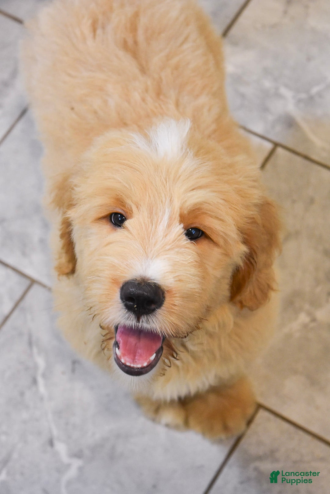 Goldendoodle dogs for sale: Goldendoodle 6 puppies - Image 1