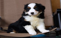 Miniature Australian Shepherd dogs for sale: Jace - Image 2