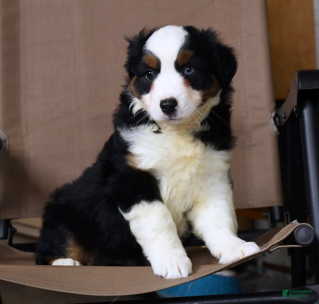 Miniature Australian Shepherd dogs for sale: Jace - Image 2