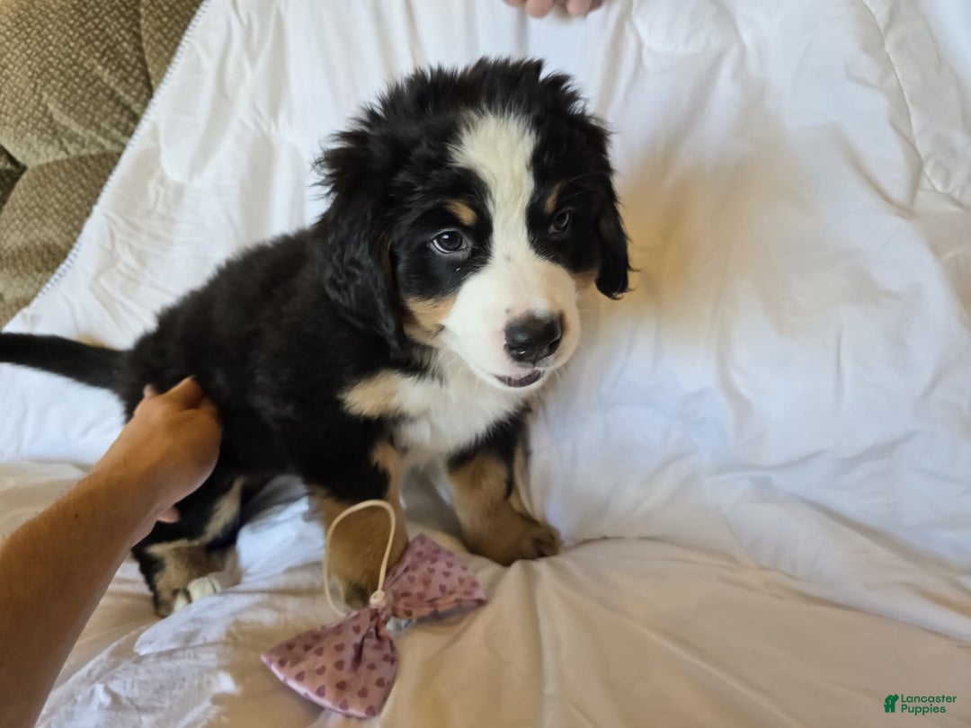 Bernese Mountain Dog dogs for sale: Violet - Image 5