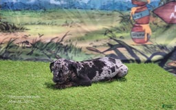 Catahoula Leopard Dog dogs for sale: Houdini 2025 Male 2 - Image 14