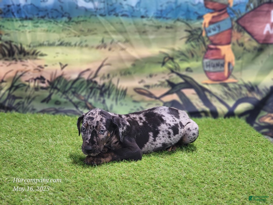 Catahoula Leopard Dog dogs for sale: Houdini 2025 Male 2 - Image 14