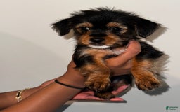 Yorkshire Terrier dogs for sale: Courage - Image 2