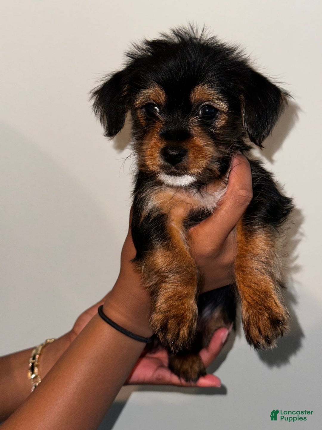 Yorkshire Terrier dogs for sale: Courage - Image 2