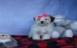 Shihpoo dogs for sale: Sophie - Image 13