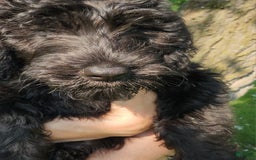 Labradoodle dogs for sale: Pistol - Image 6