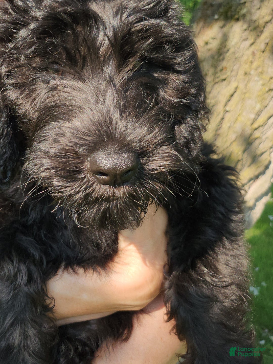 Labradoodle dogs for sale: Pistol - Image 6