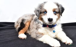 Miniature Australian Shepherd dogs for sale: Tundra - Image 8
