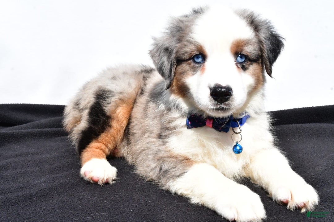 Miniature Australian Shepherd dogs for sale: Tundra - Image 8