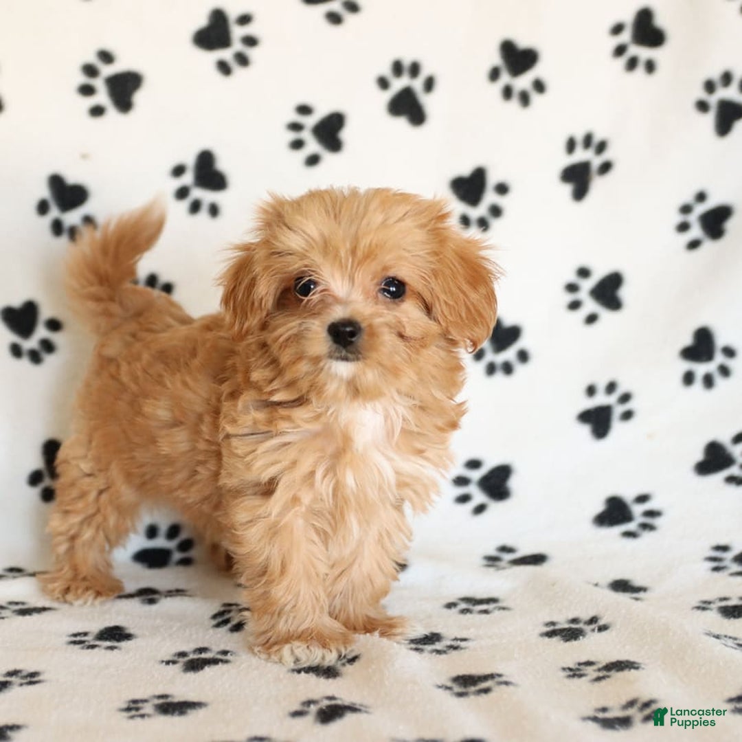 Cavapoo dogs for sale: Alex - Image 12