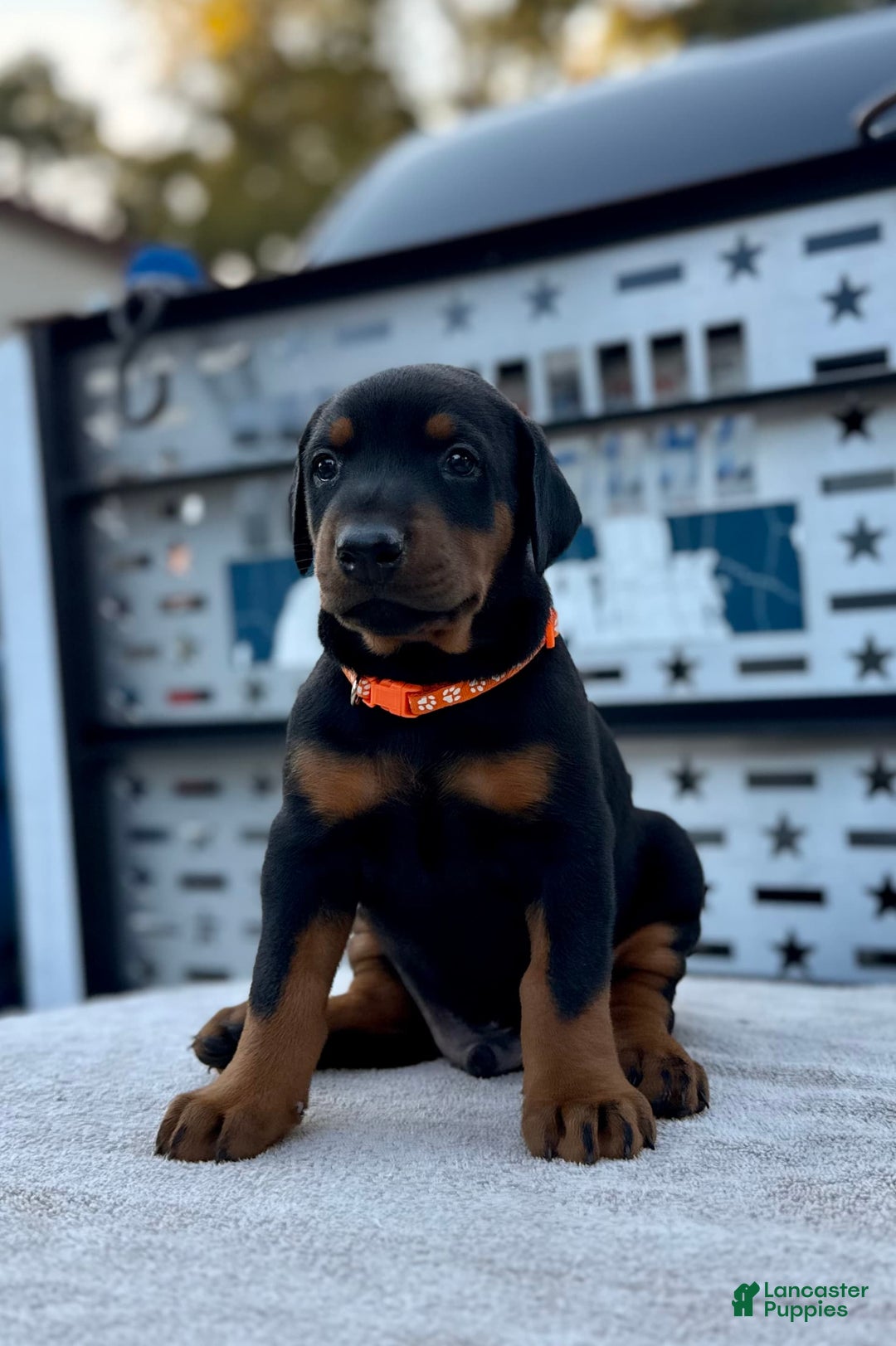 Doberman Pinscher dogs for sale: Male Puppy - Image 23