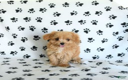 Cavapoo dogs for sale: Alex - Image 21