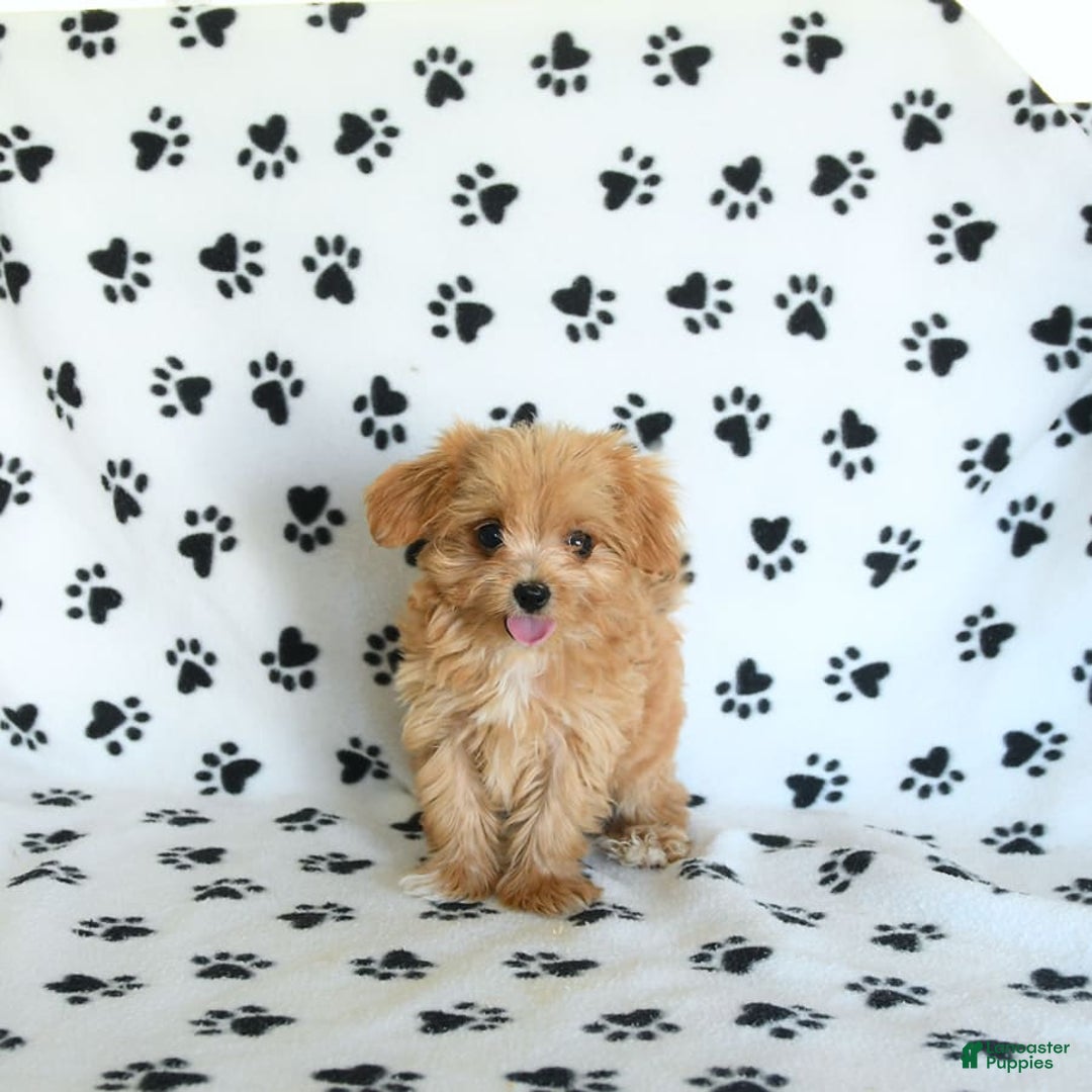 Cavapoo dogs for sale: Alex - Image 21