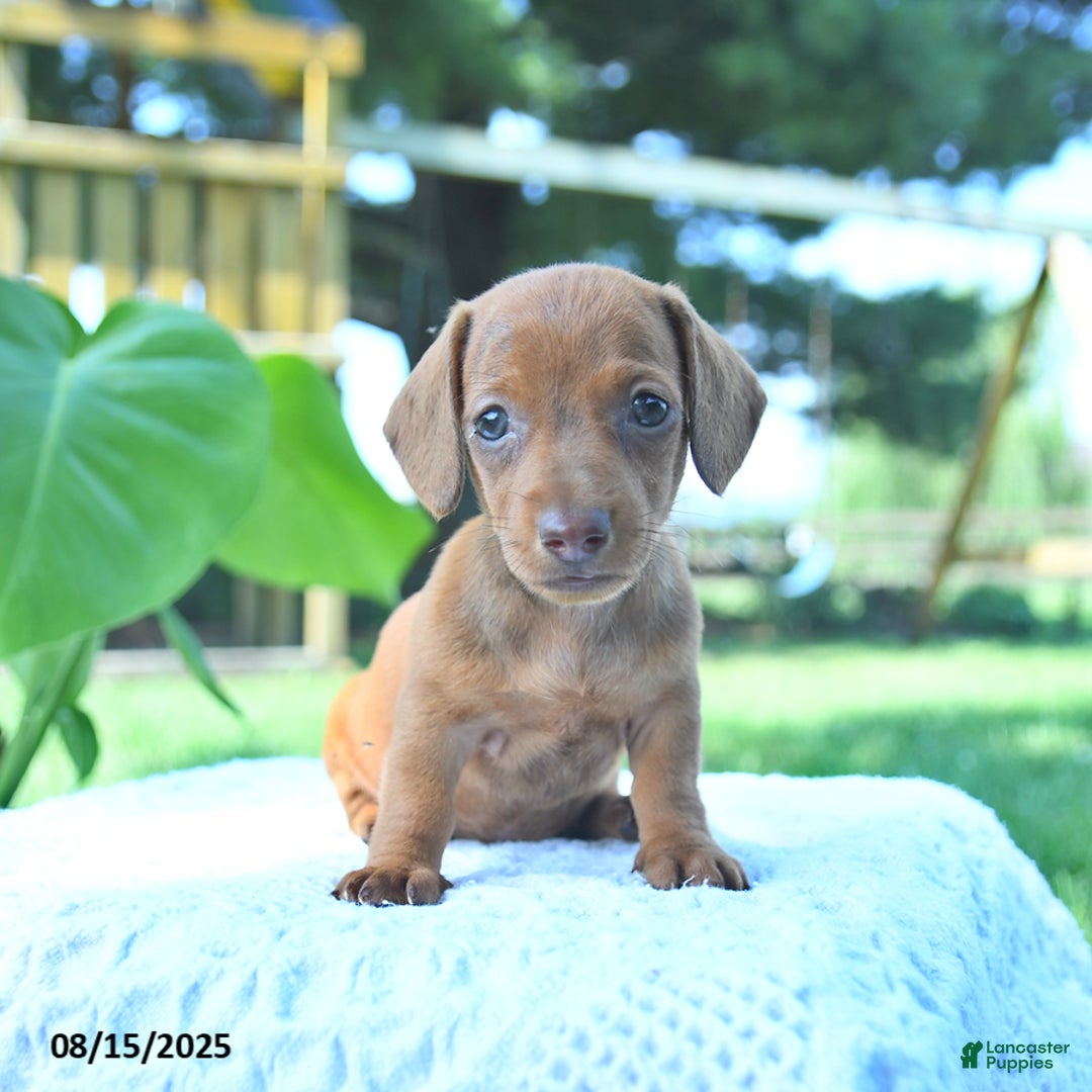 Dachshund dogs for sale: Layla - Image 1