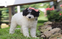 Mini Aussiedoodle dogs for sale: Sparkles - Image 2