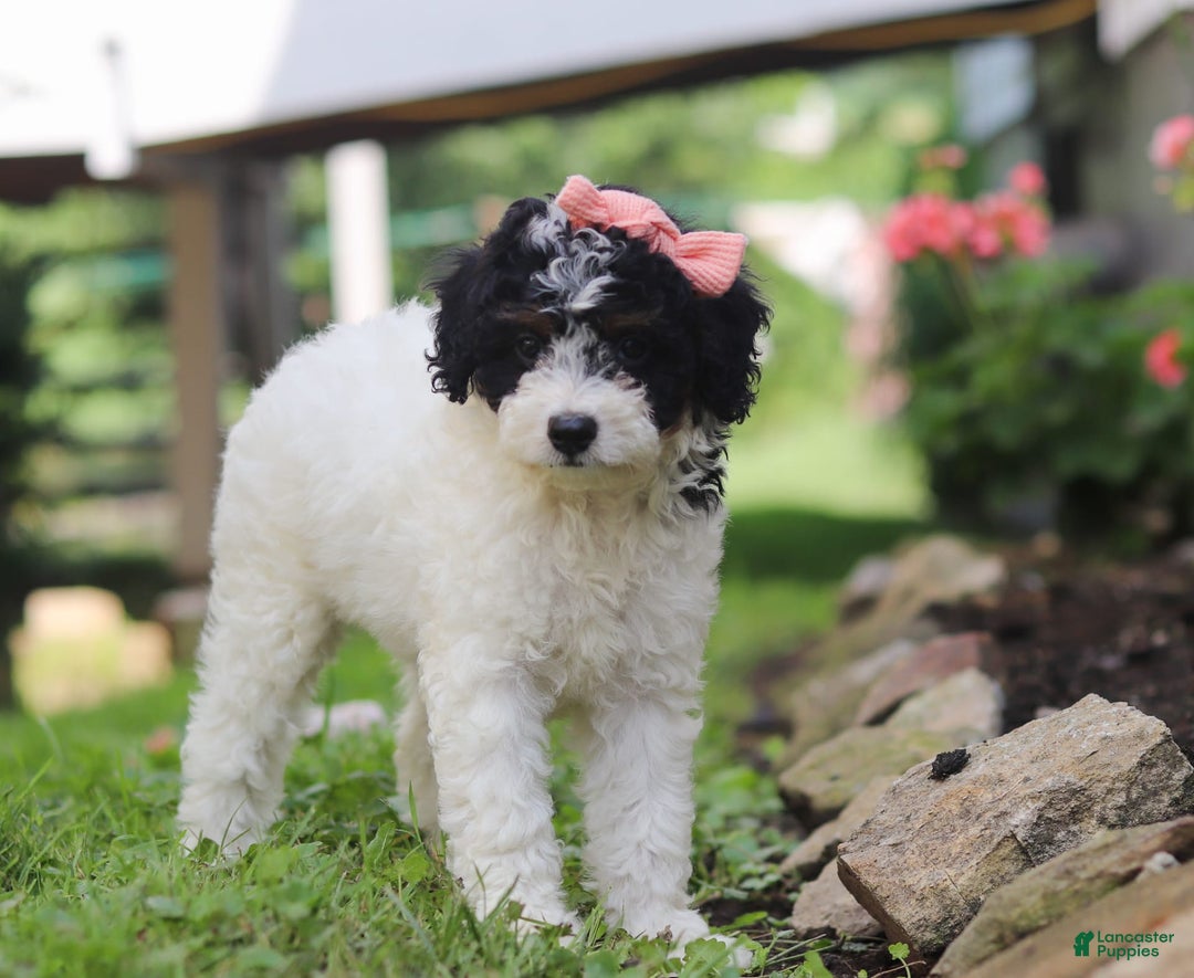 Mini Aussiedoodle dogs for sale: Sparkles - Image 2