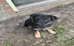 German Shepherd dogs for sale: Birdie - Image 3